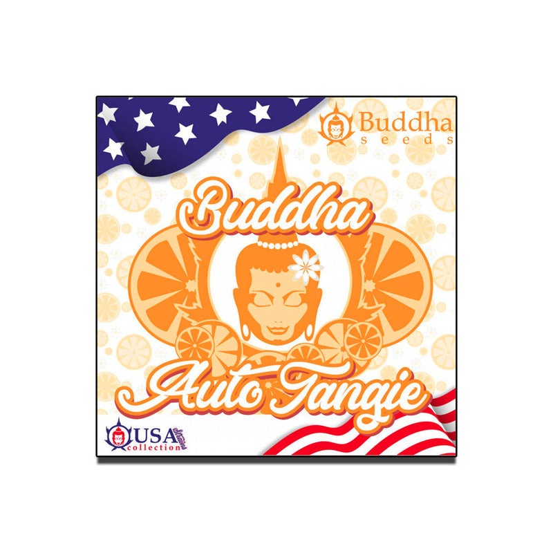 TANGIE AUTO X3 BUDDHA SEEDS-1