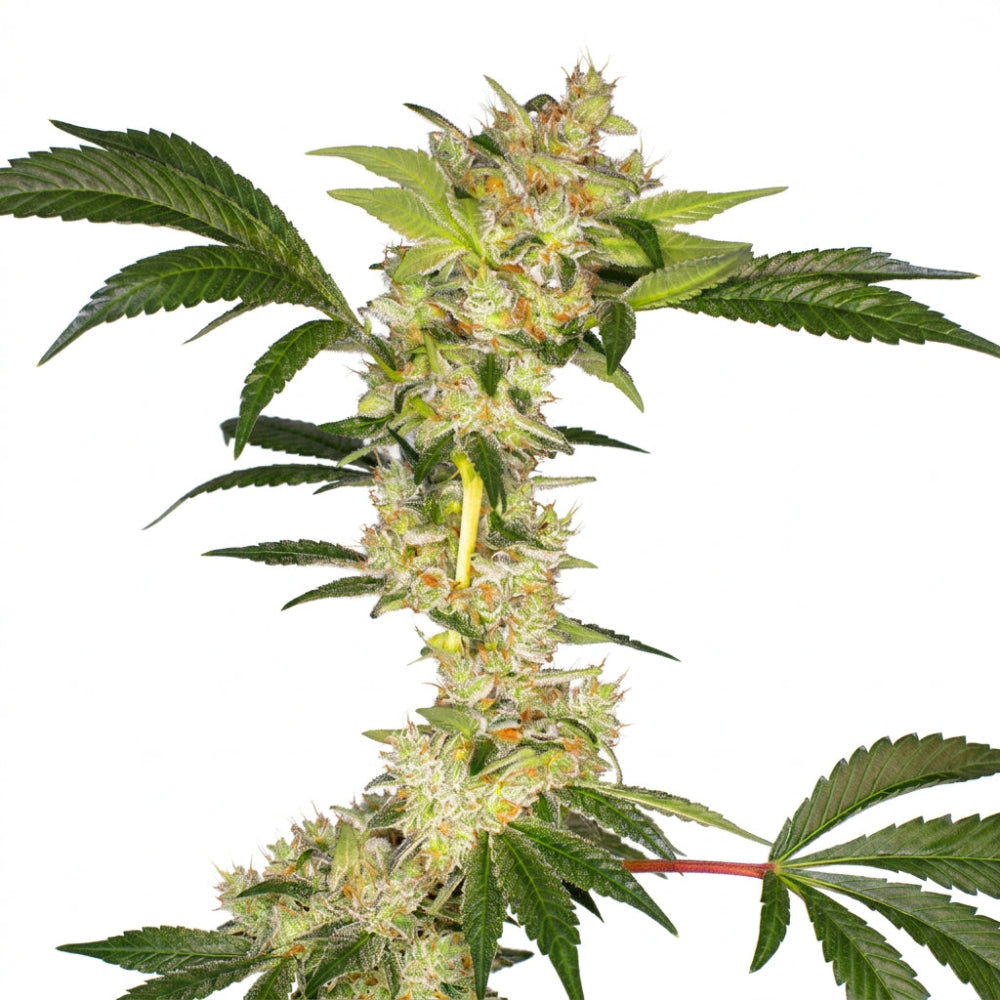 GORILA USA AUTO X3+1 - BUDDHA SEEDS