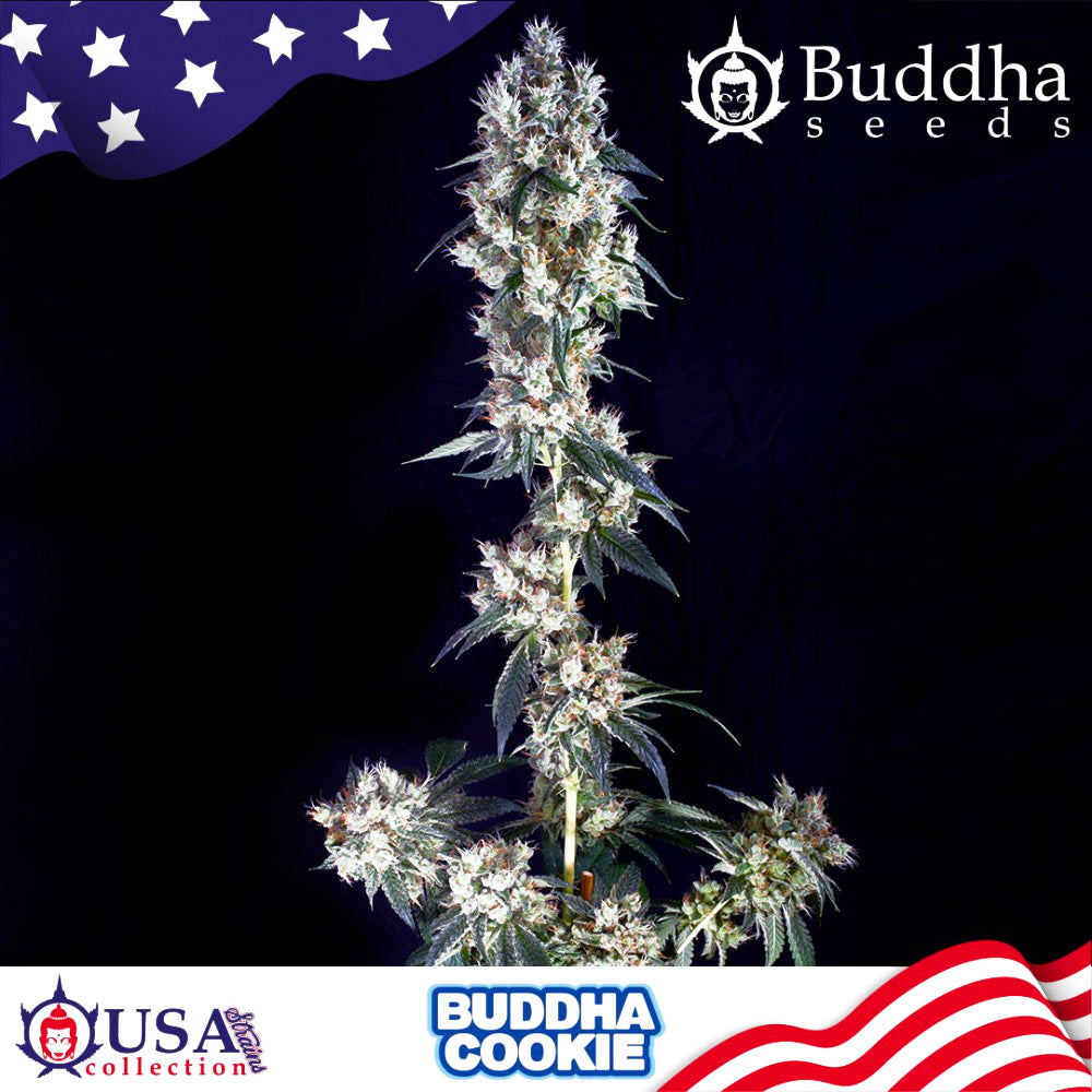 COOKIE AUTO X3 BUDDHA SEEDS