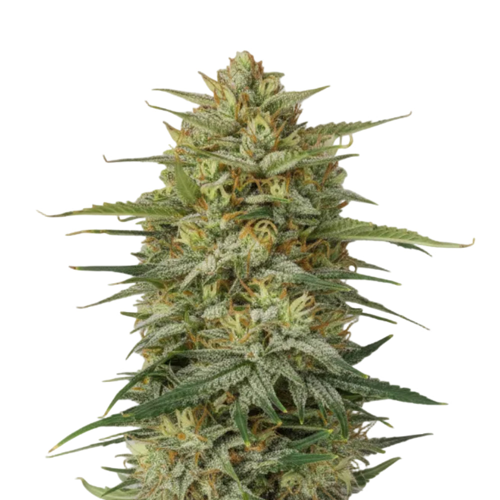 CHOCOLOPE GRANELSEEDS