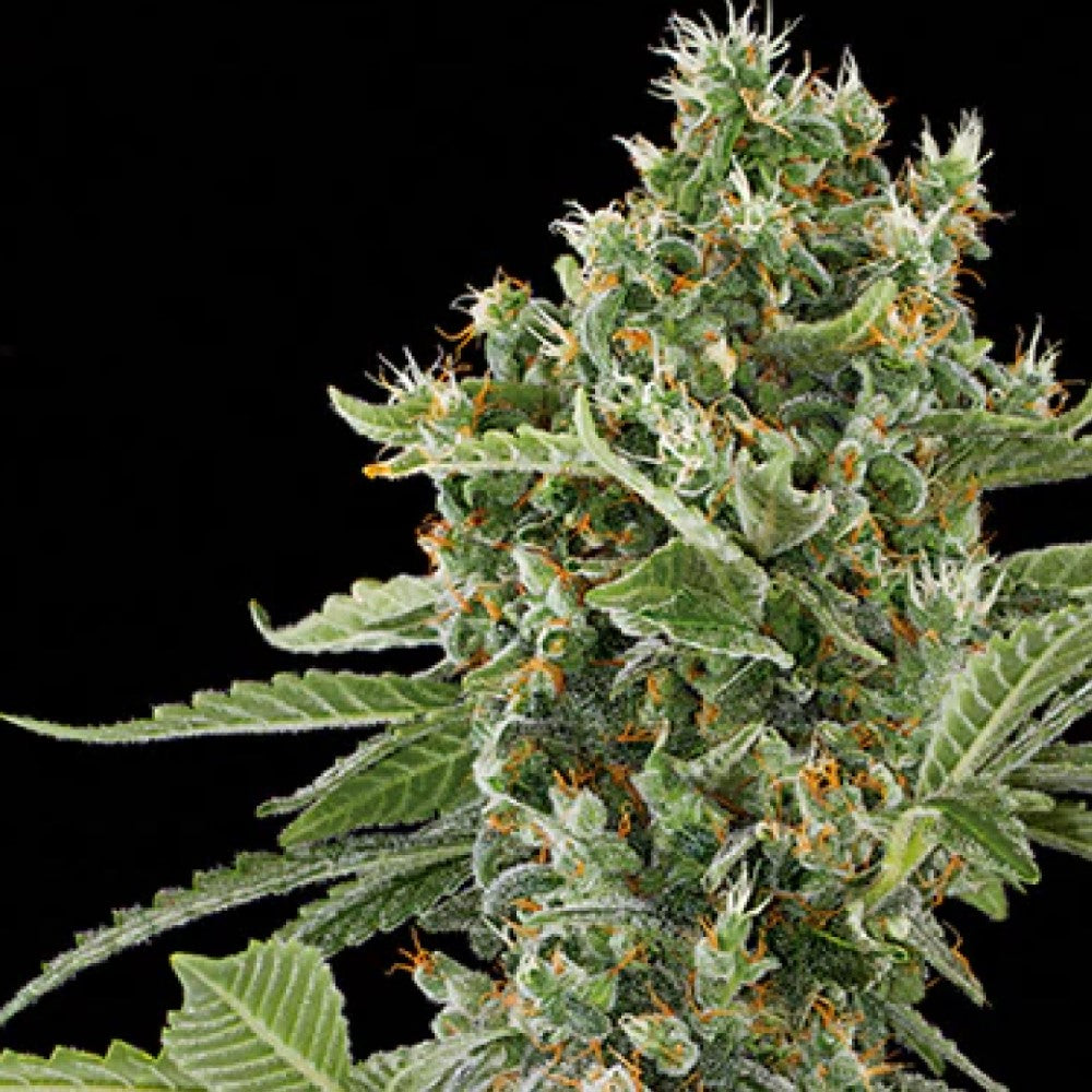 LEMON HAZE GRANELSEEDS