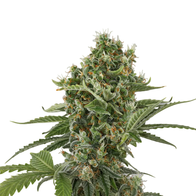 LEMON HAZE GRANELSEEDS