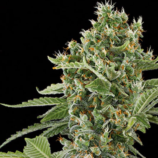 LEMON HAZE GRANELSEEDS