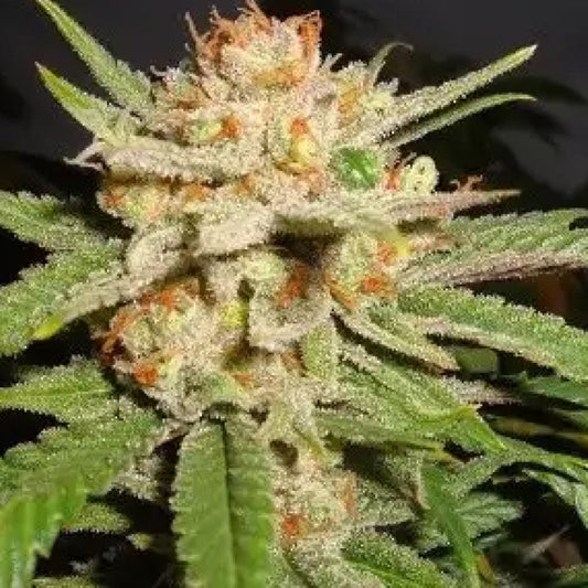 CRITICAL JACK HERER GRANELSEEDS