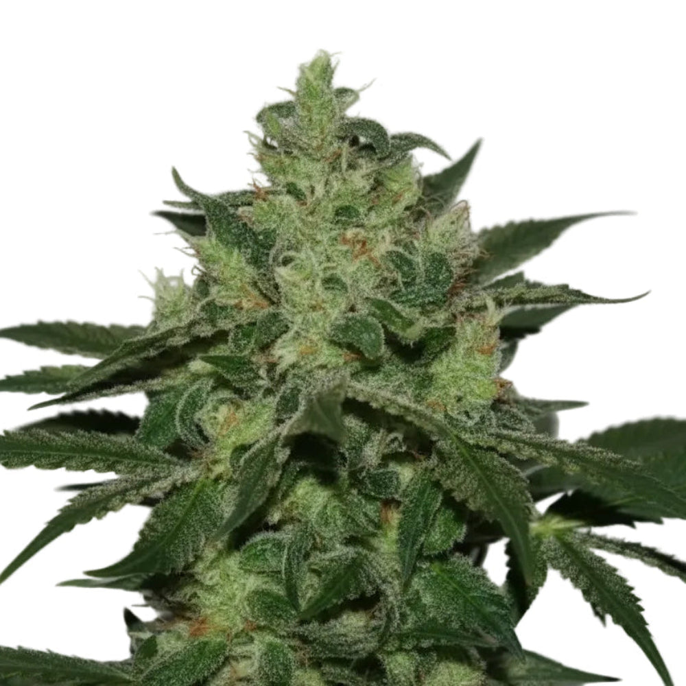CRITICAL KALI GRANELSEEDS