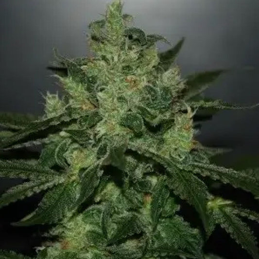 CRITICAL KALI GRANELSEEDS