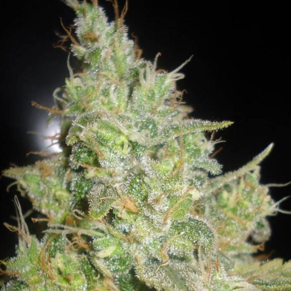 VIP HAZE GRANELSEEDS