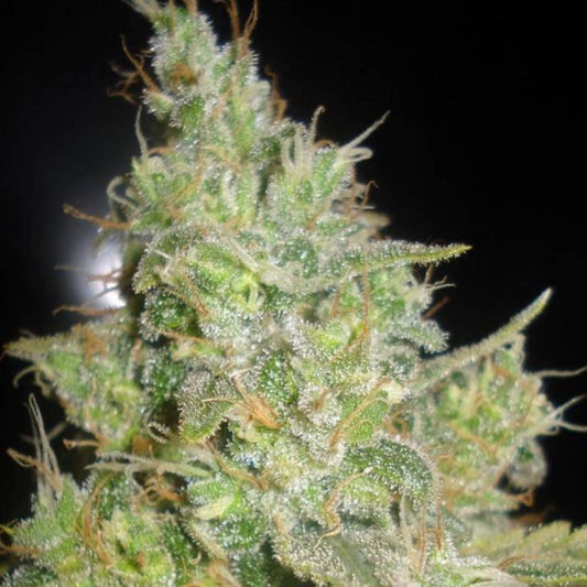 VIP HAZE GRANELSEEDS