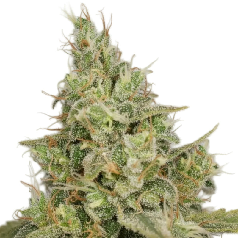 VIP HAZE GRANELSEEDS-2