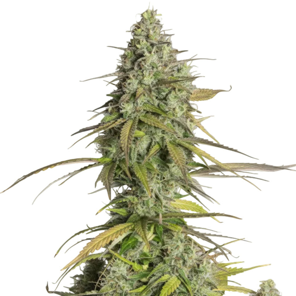 GIRL SCOUT COOKIES GRANELSEEDS