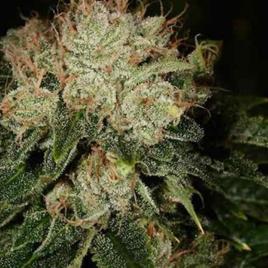 BRUCE BANNER GRANELSEEDS