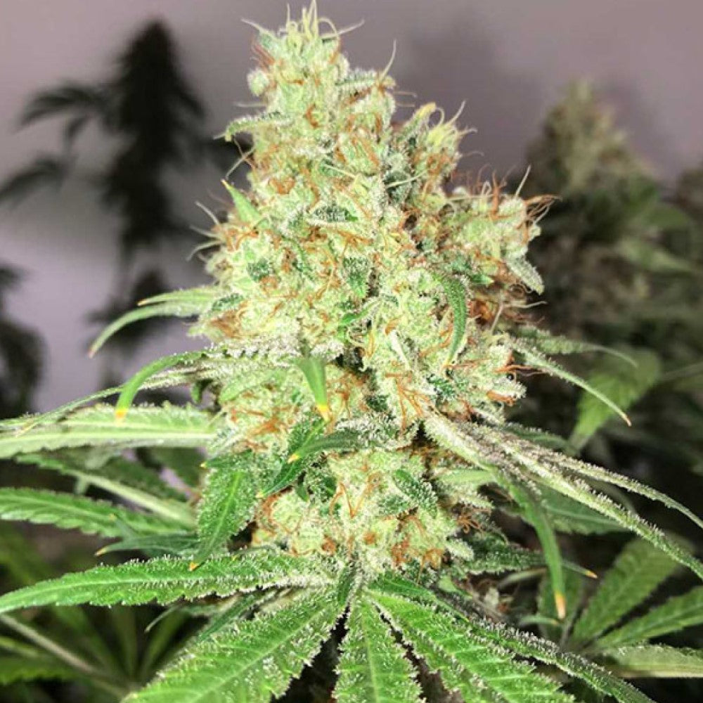 COLOMBIAN GOLD GRANELSEEDS