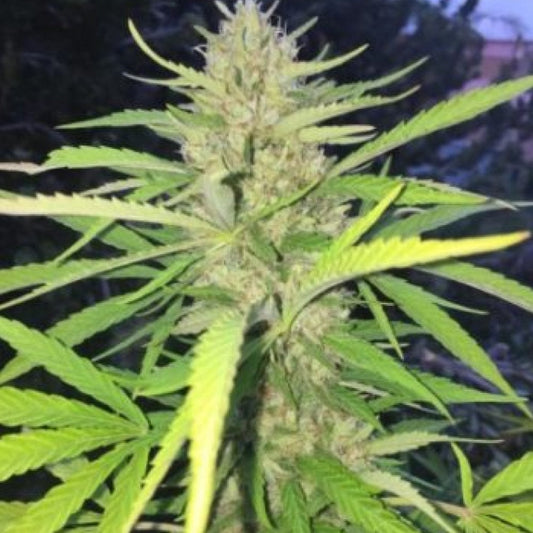 CHOCOLOMBIAN GRANELSEEDS