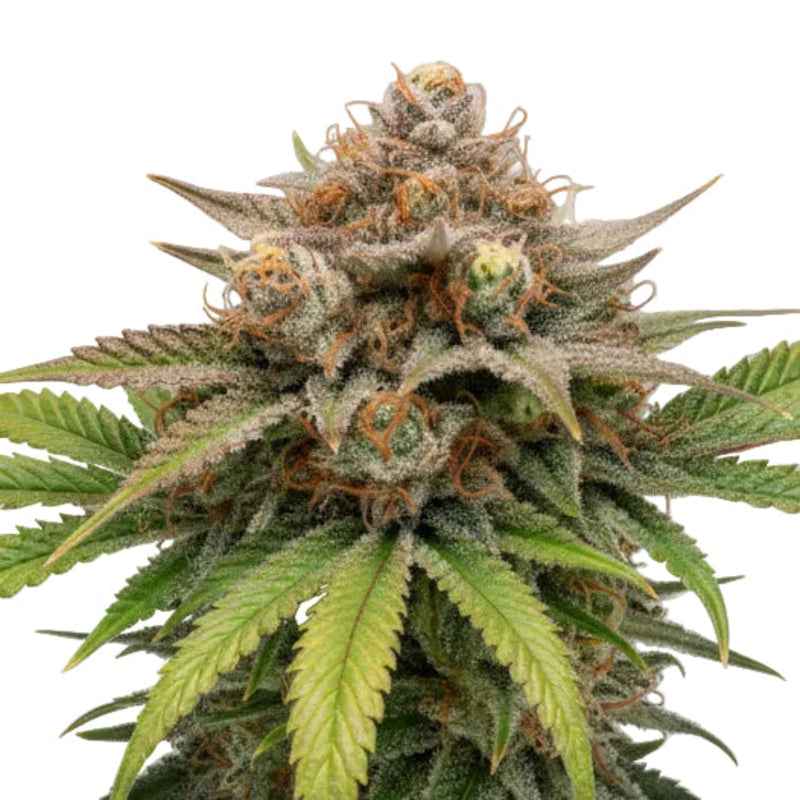 SOMANGO GRANELSEEDS-1