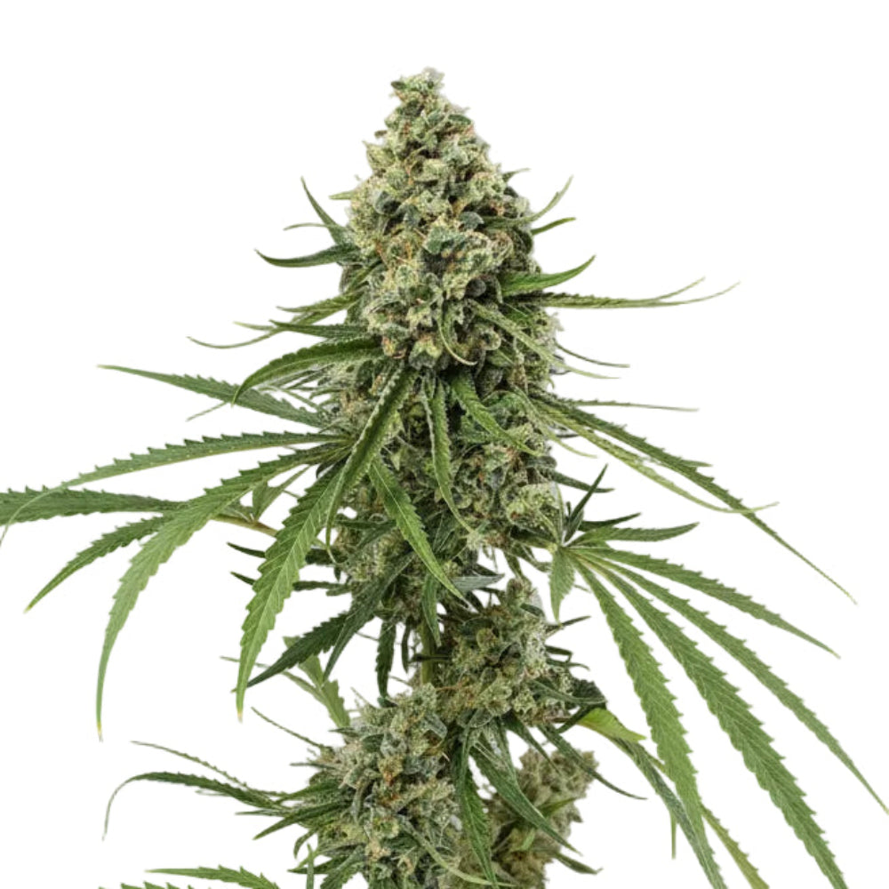 CRITICAL GRANELSEEDS