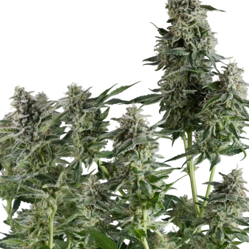 NORTHERN LIGHT GRANELSEEDS-4