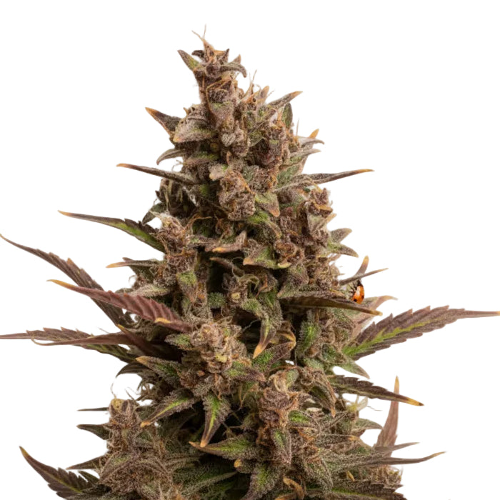 BLUEBERRY GRANELSEEDS