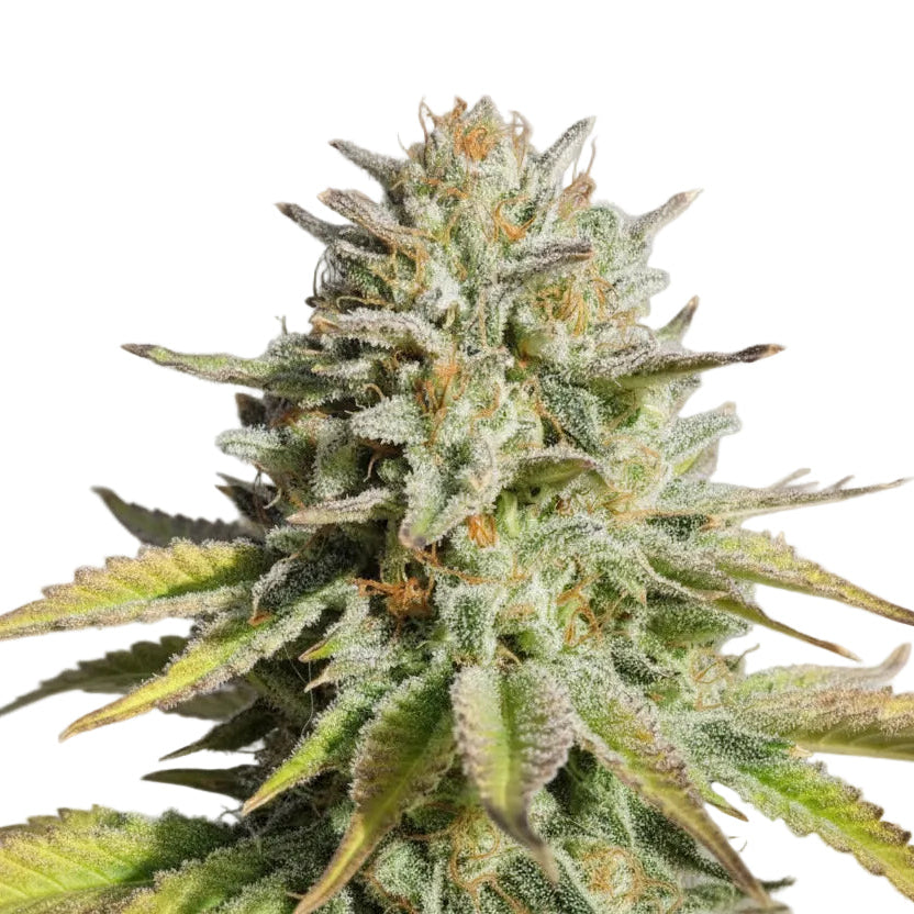 GORILLA GLUE GRANELSEEDS