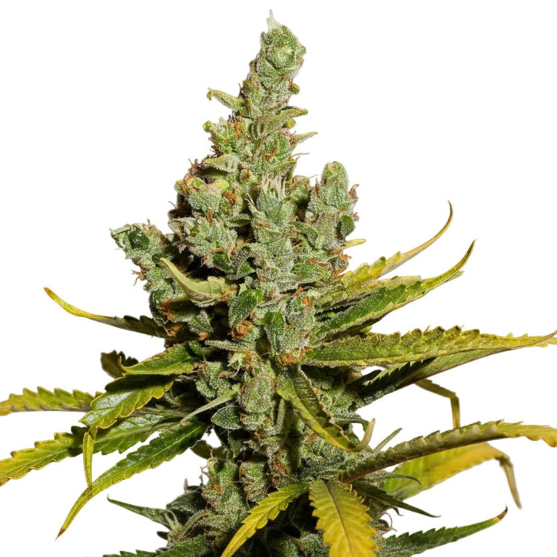 CHEESE FEM - GRANELSEEDS-1