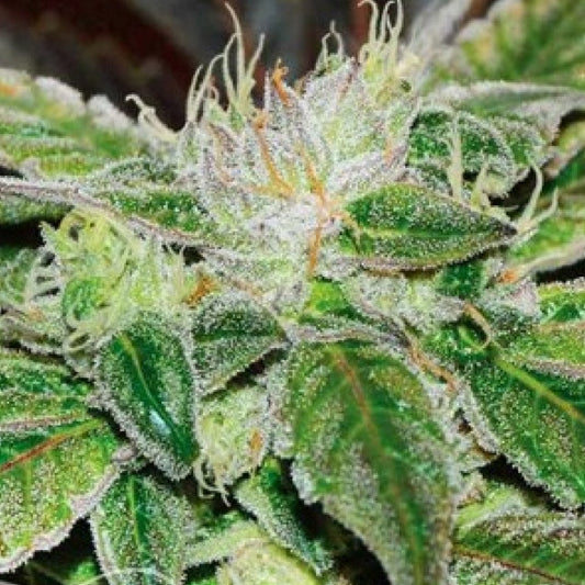 SUGAR CANDY GRANELSEEDS