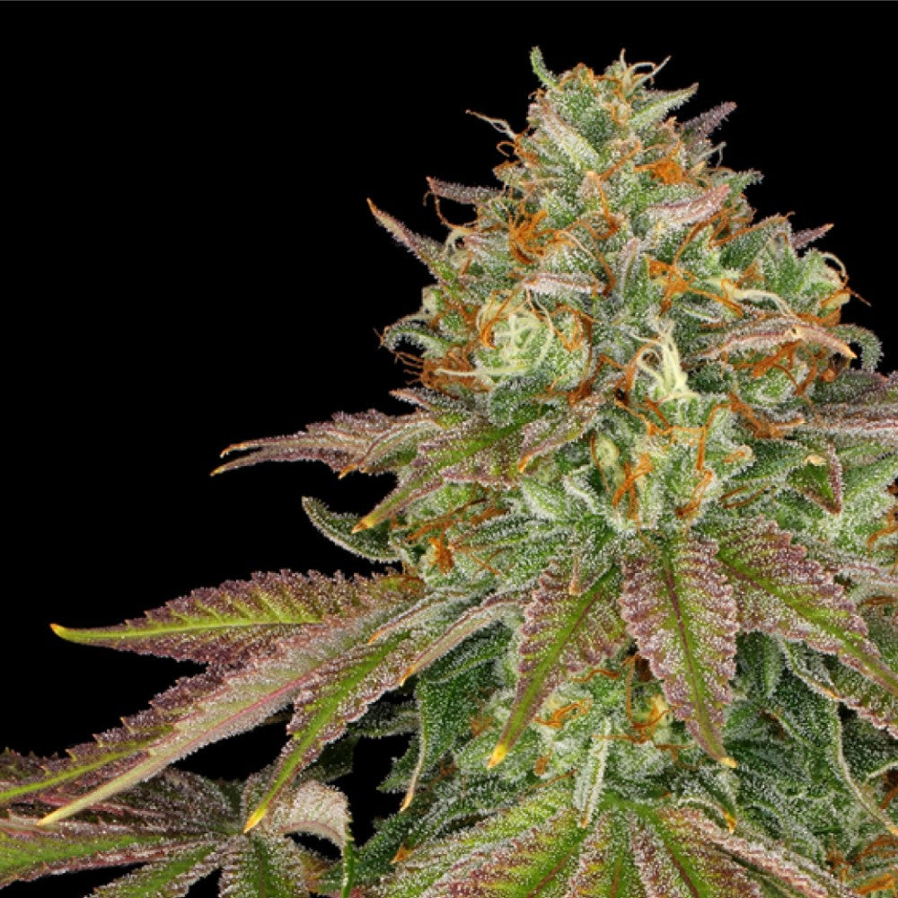 WEDDING CAKE GRANELSEEDS