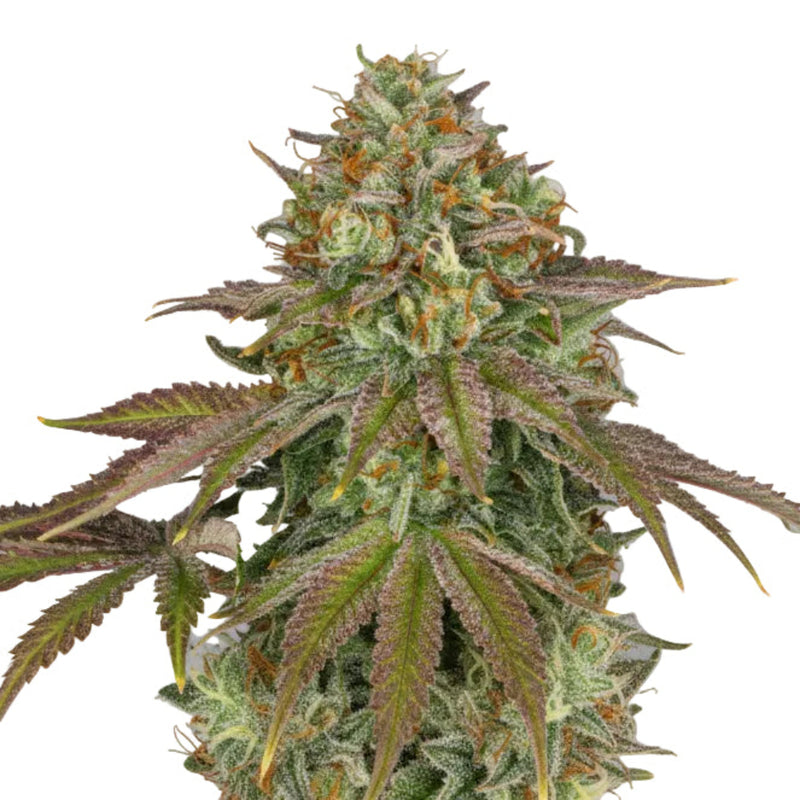 WEDDING CAKE GRANELSEEDS-1