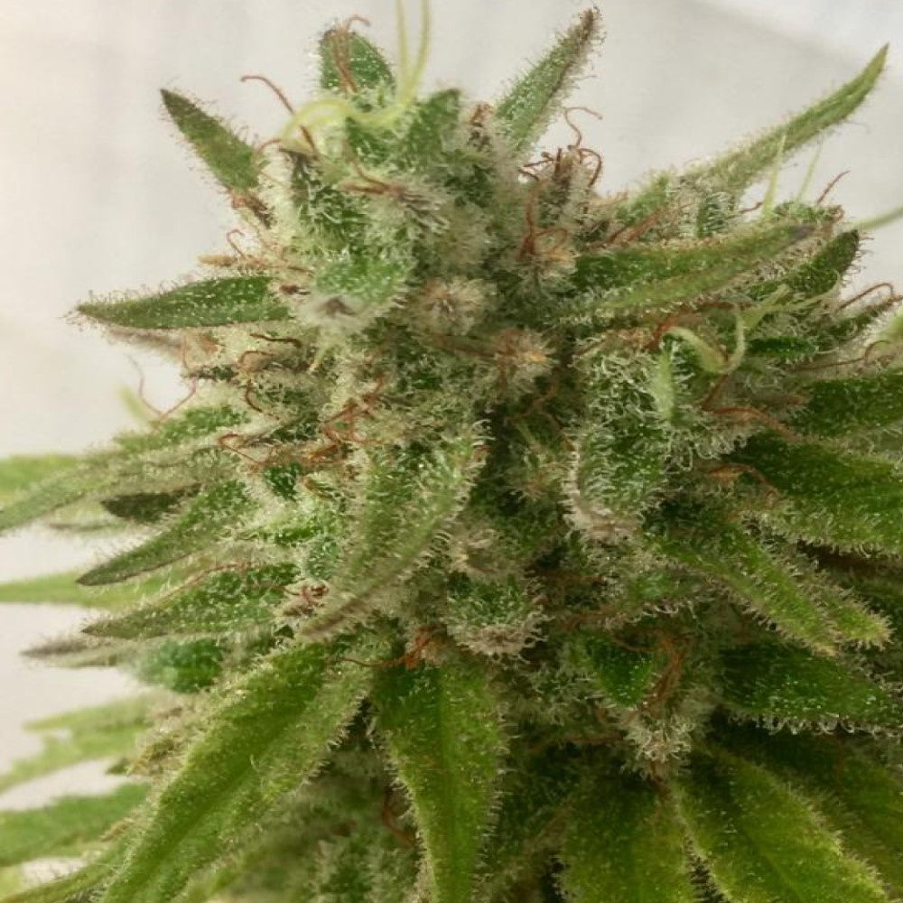 DEEP MANDARINE CBD GRANELSEEDS