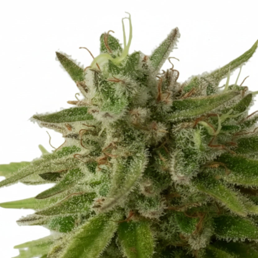 DEEP MANDARINE CBD GRANELSEEDS