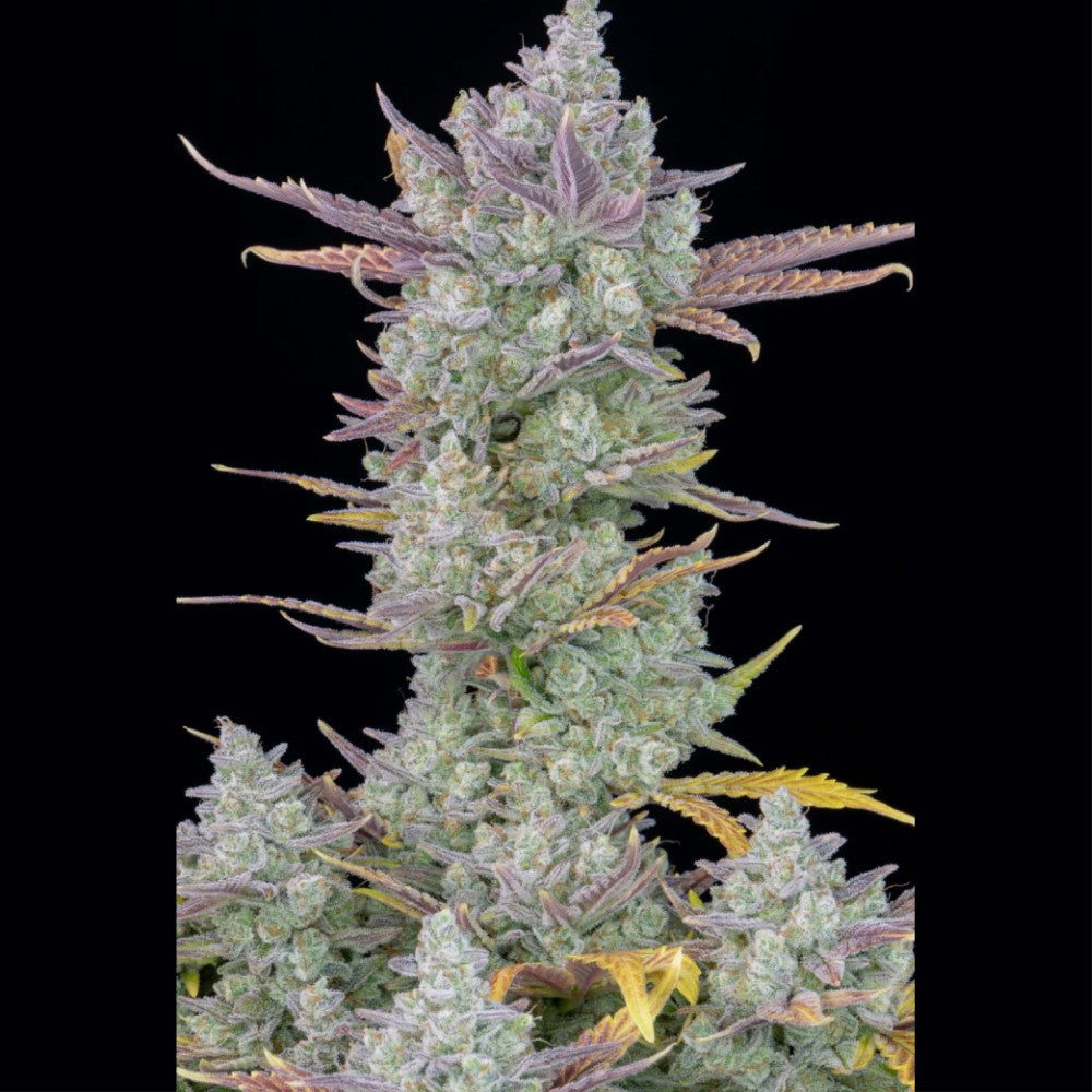 GORILLA COOKIES AUTO GRANELSEEDS