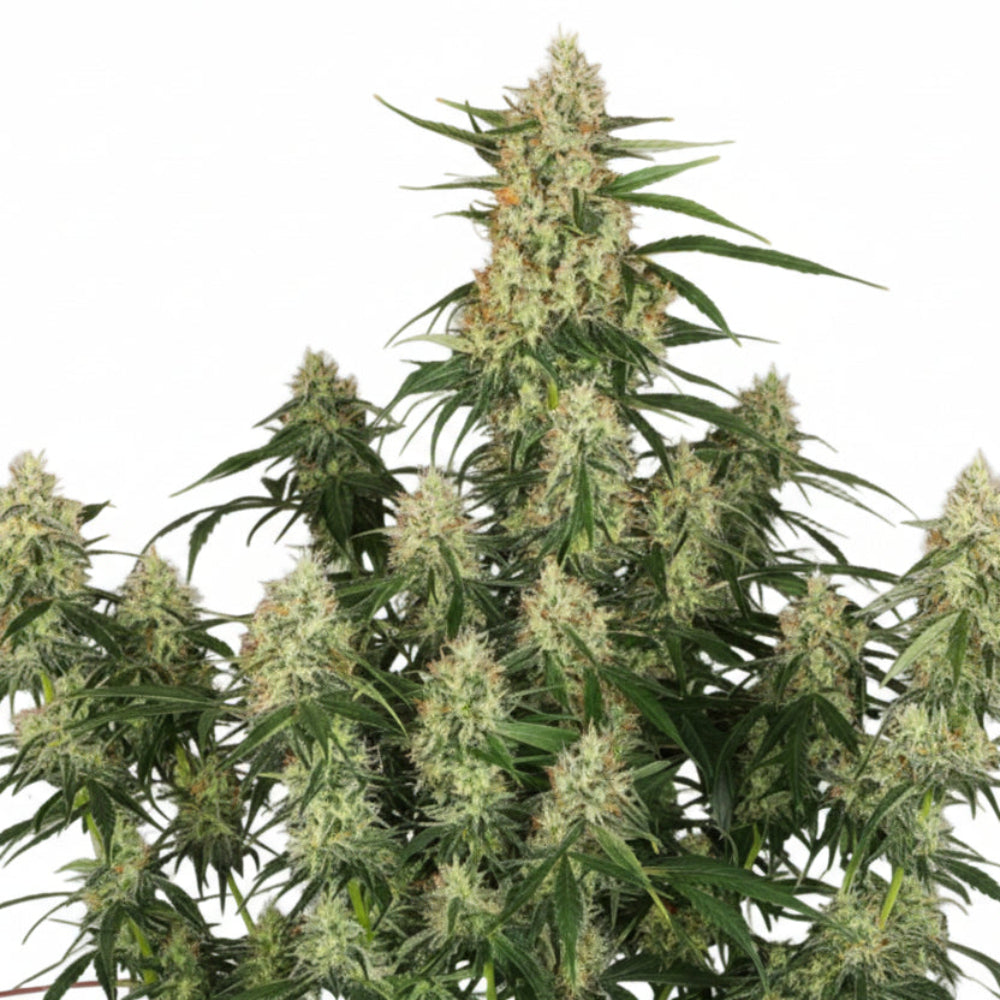 Magnum XXL Auto GRANELSEEDS