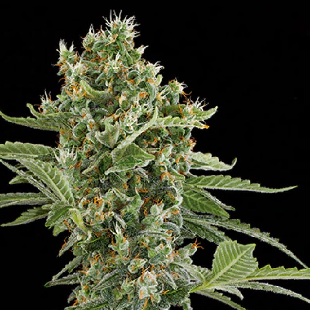 Moby Dick Auto GRANELSEEDS