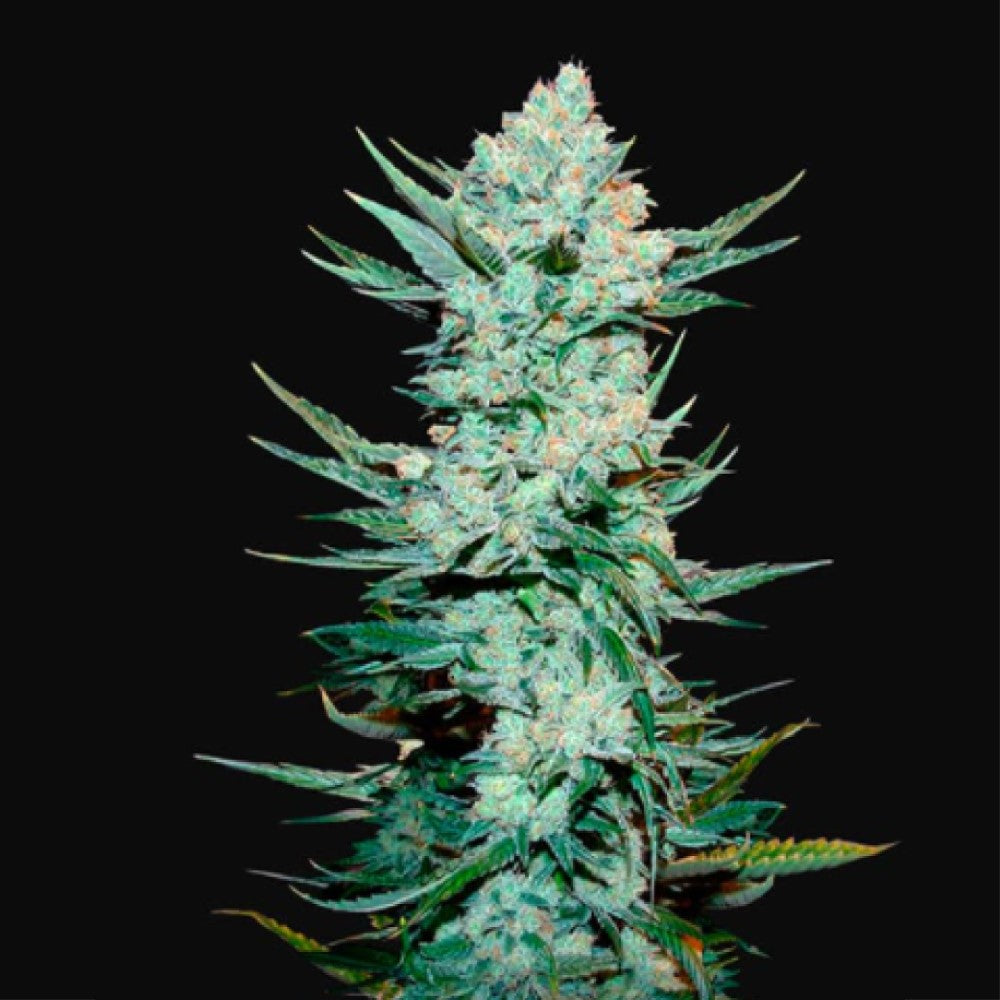 Tangie Auto GRANELSEEDS