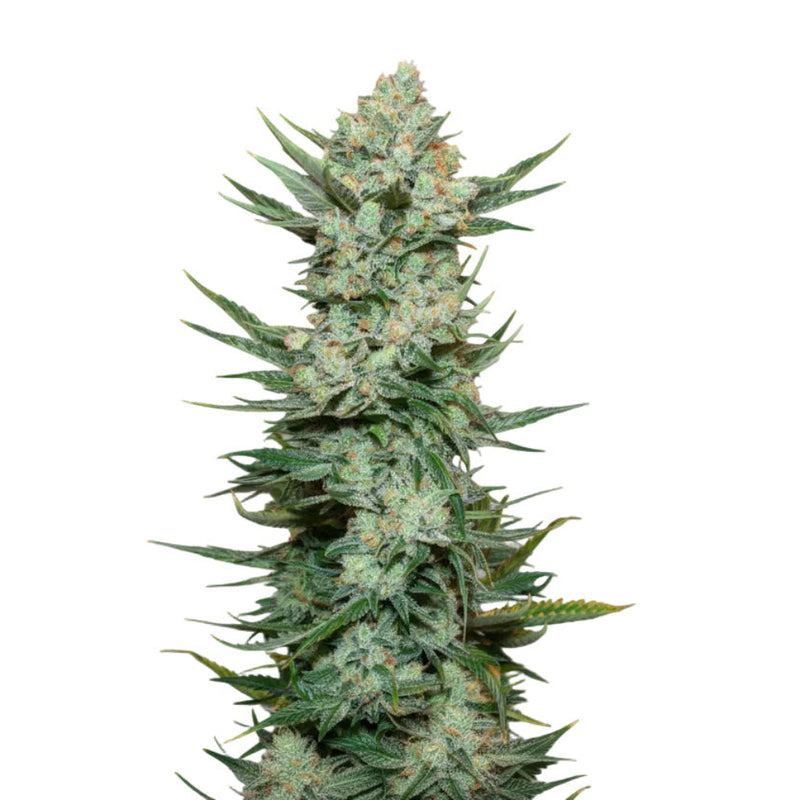 Tangie Auto GRANELSEEDS-2