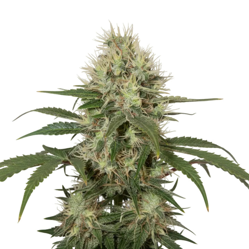 AK 47 AUTO - GRANELSEEDS-1