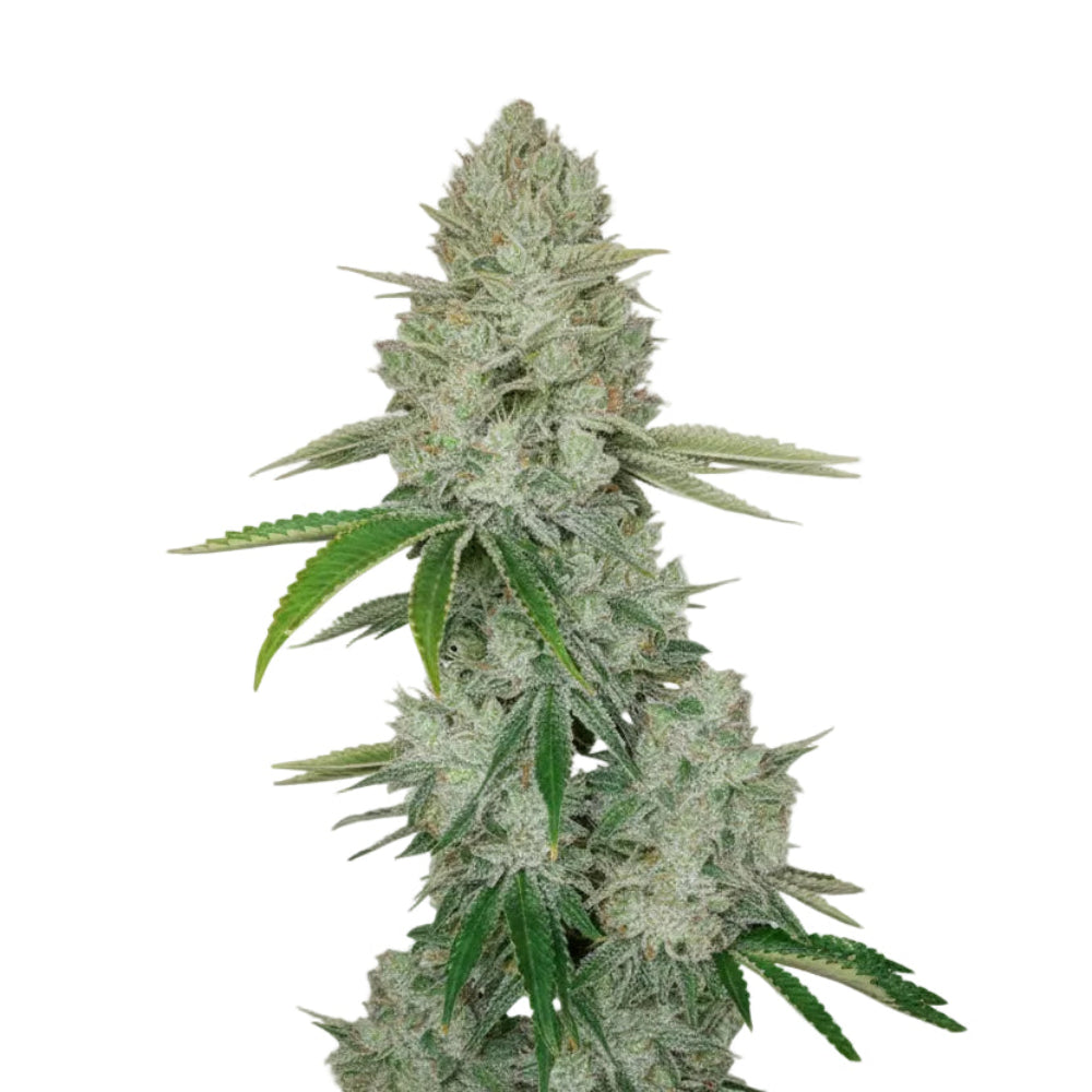 Gorilla Glue Auto GRANELSEEDS