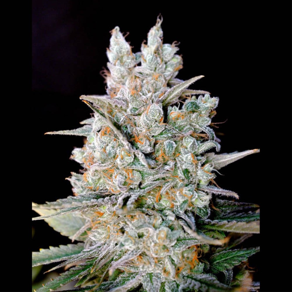 Kritikal Bilbo Auto GRANELSEEDS