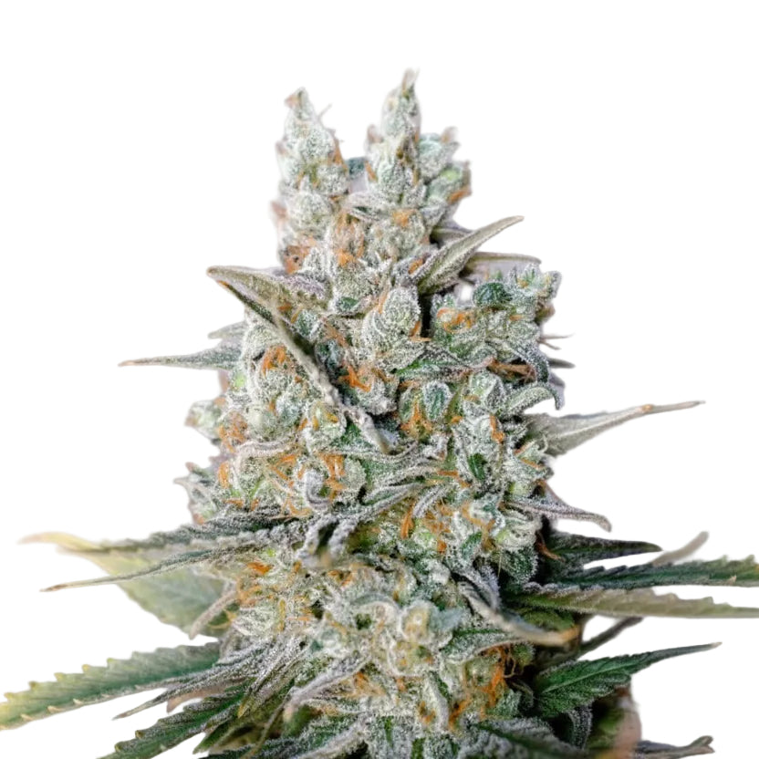 Kritikal Bilbo Auto GRANELSEEDS