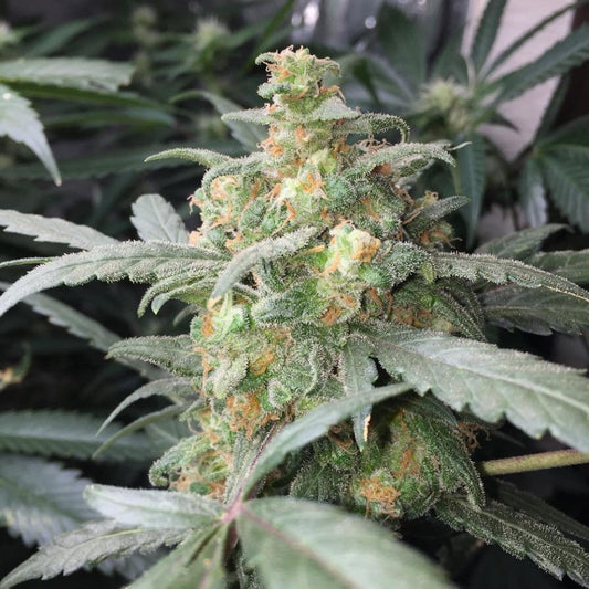 Green Crack Auto GRANELSEEDS