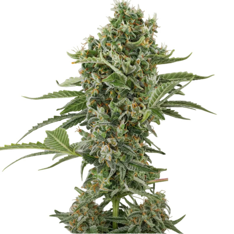 White Widow Auto GRANELSEEDS-3