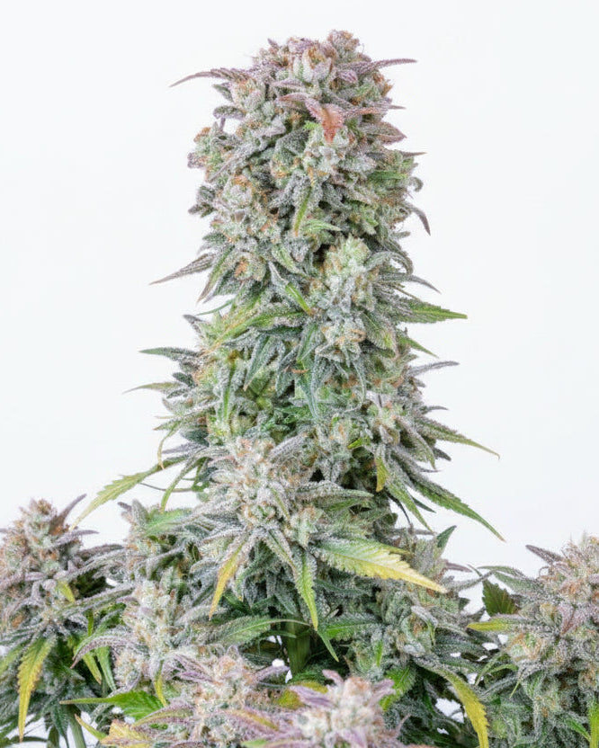 AFGHAN AUTO GRANELSEEDS