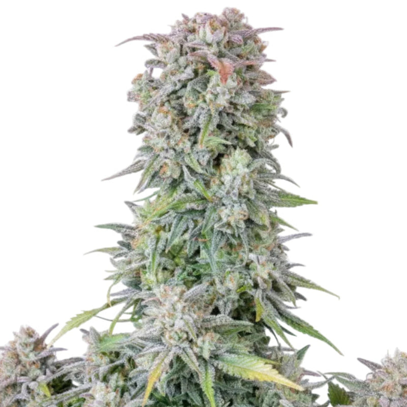 AFGHAN AUTO - GRANELSEEDS-2