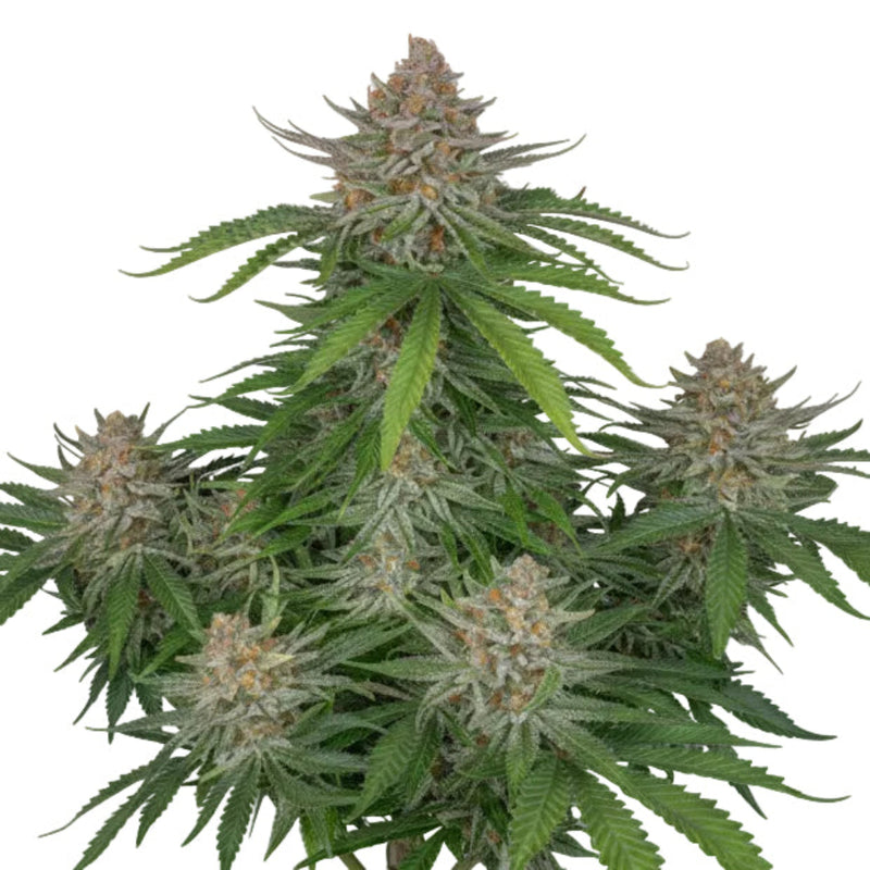 Strawberry Auto GRANELSEEDS-1