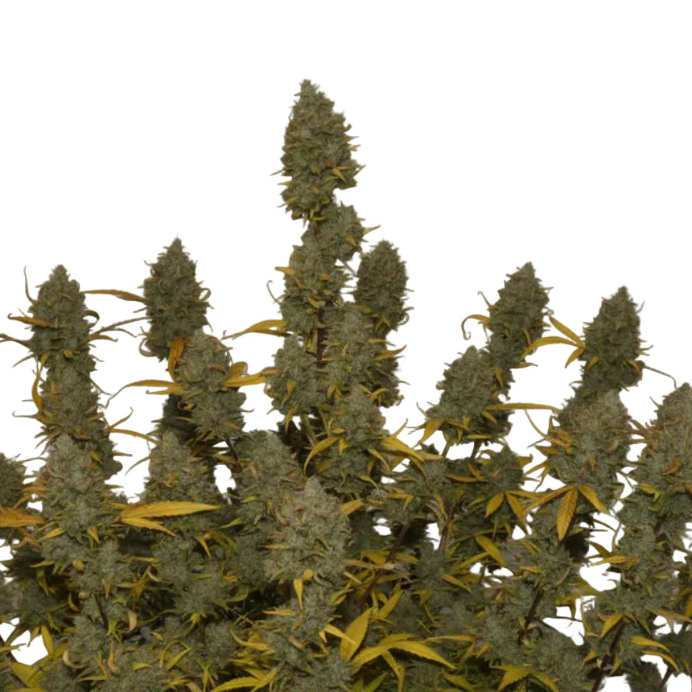 Gelatto Auto GRANELSEEDS