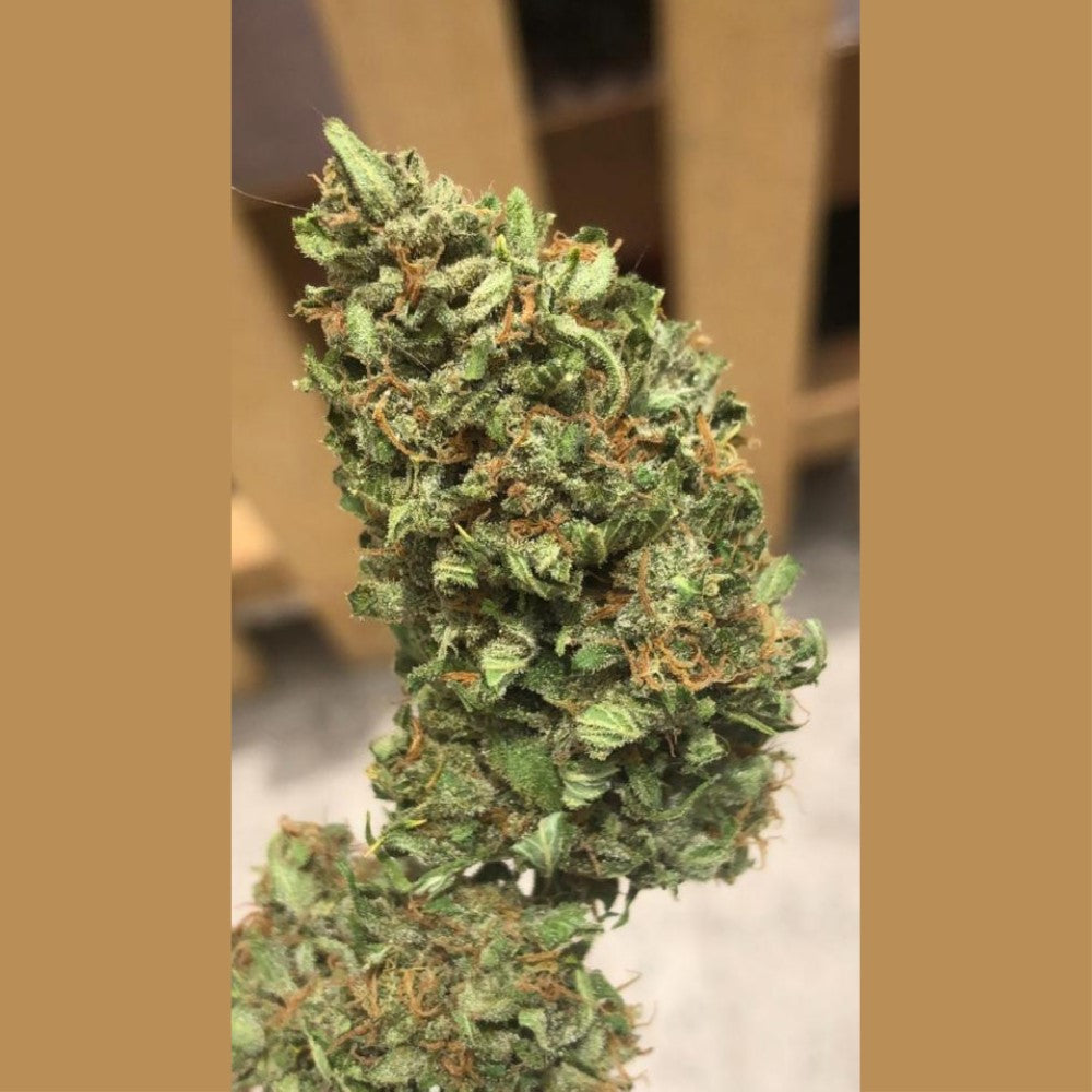 Petróleo Cookie Auto GRANELSEEDS