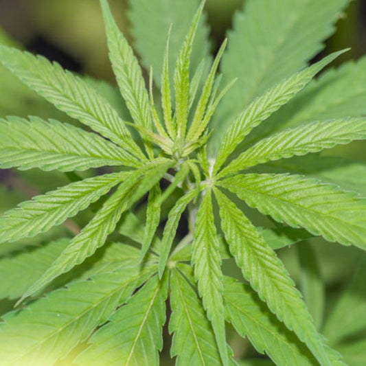 Blackgrape Auto GRANELSEEDS