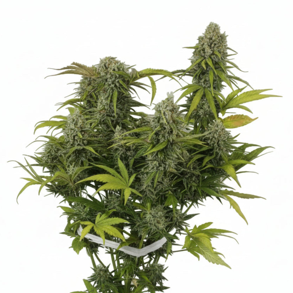 Grape Fruit Auto GRANELSEEDS