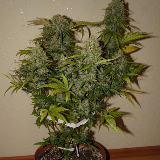 Grape Fruit Auto GRANELSEEDS