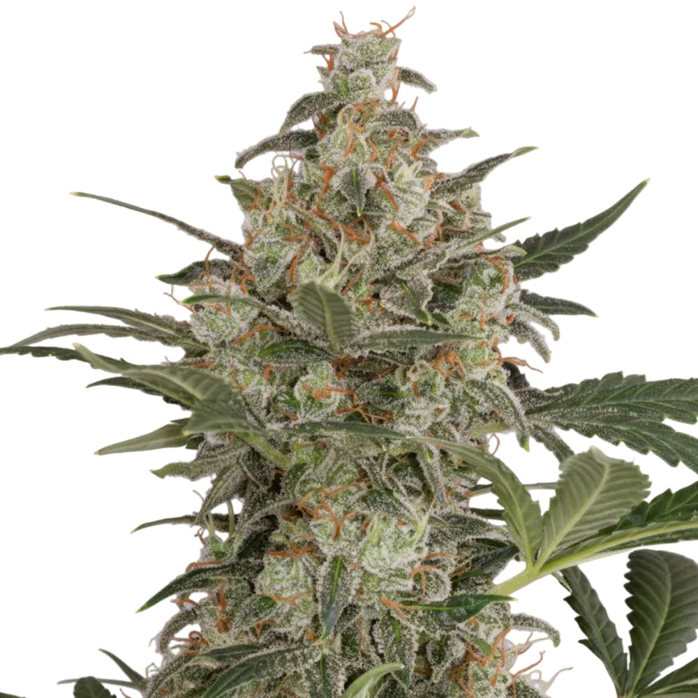 Cheese Auto GRANELSEEDS