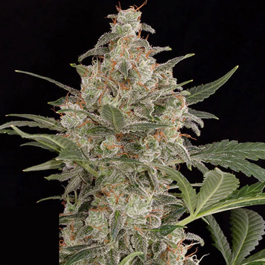 Cheese Auto GRANELSEEDS