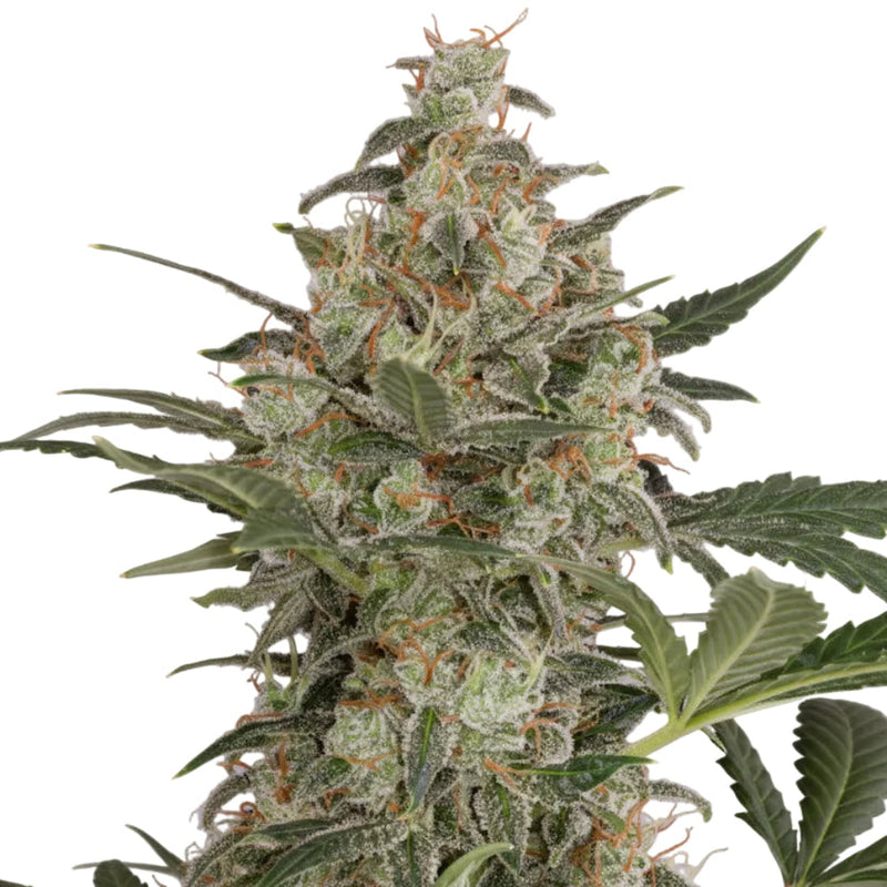 CHEESE AUTO - GRANELSEEDS-1